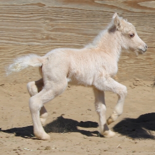 Evie2days W.jpg